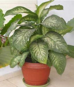 Dumb Cane