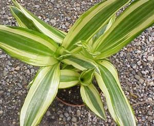 Dracaena (Victoria) 