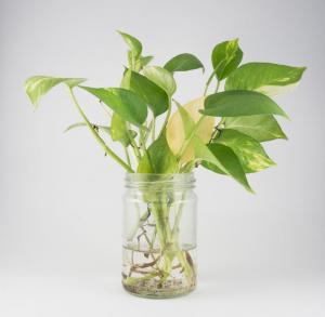 Golden Pothos