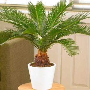 Cycas Palm(Saga)