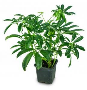Schefflera Plant 