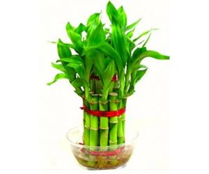 Lucky Bamboo -  2 Layer