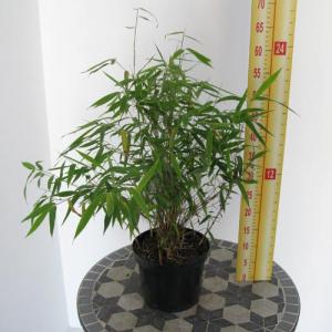 Simba Bamboo