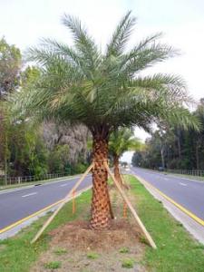 Wild Date Palm Tree