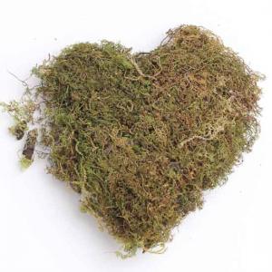 Natural Dried Moss Grass