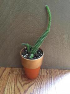 Peanut Cactus