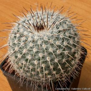 Owl Eye Cactus