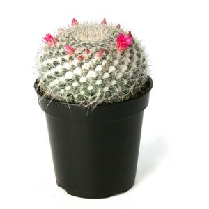 Old Lady Cactus