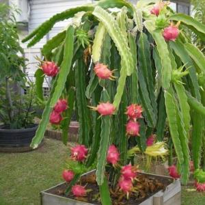 Dragon Fruit Cactus
