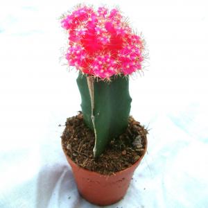 Moon Cactus Pink