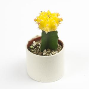 Moon Cactus Yellow