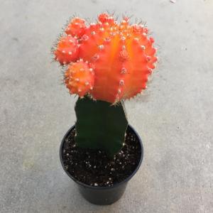 Moon Cactus Orange