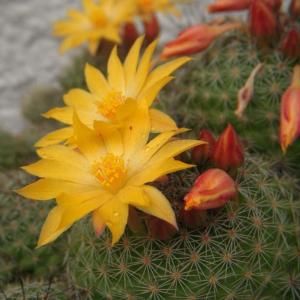 Mammillaria Beneckei