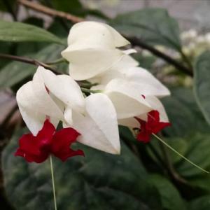 Bleeding Heart Vine White Plant