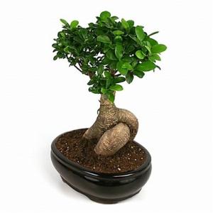 Ficus Bonsai Plant