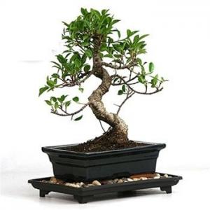 Ficus S Shape 5 Years