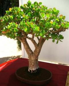 Crassula Ovata Bonsai 5 Years