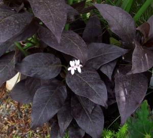 Black Magic Eranthemum Plant