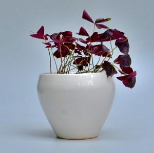 Oxalis Butterfly Plant