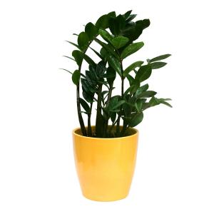 Zamia