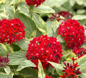 Pentas Red Plant