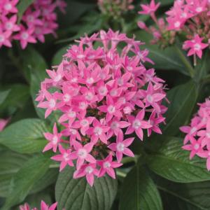 Pentas Pink Plant 