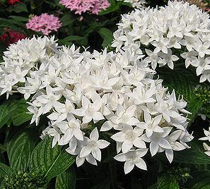 Pentas White Plant