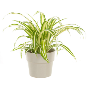 Chlorophytum Plant