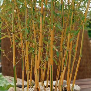 Golden bamboo plant