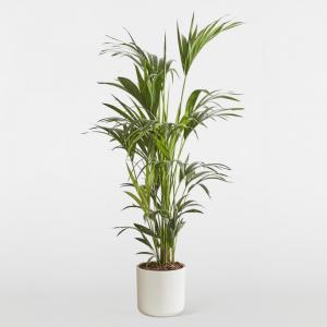 Kentia Palm