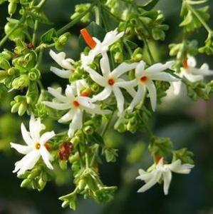 Parijat Flowering Plant