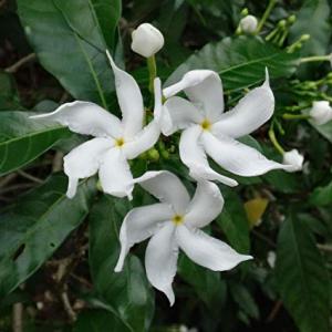 Tabernaemontana Flowering Plant