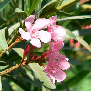 Nerium Flowering Plant