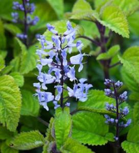 Plectranthus Plant