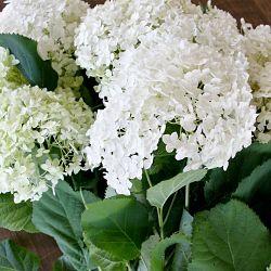 Hydrangea White Plant