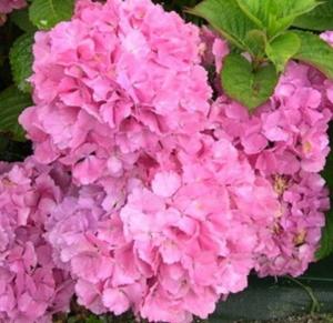 Hydrangea Pink Plant