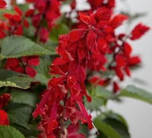 Salvia Red Plant