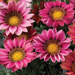 Gazania Plant