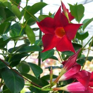 Mandevilla Creeper