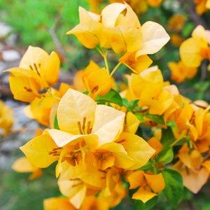 Bougainvillea Yellow