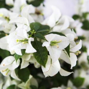 Bougainvillea White