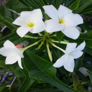 Plumeria Pudica White