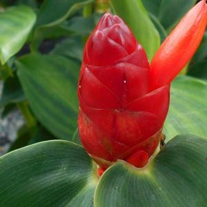 Costus Red