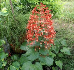 Pagoda plant