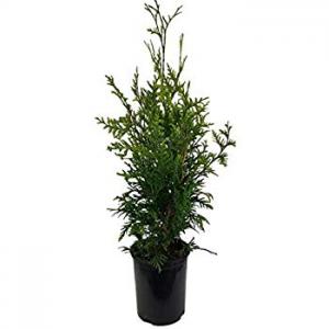 Thuja Plant