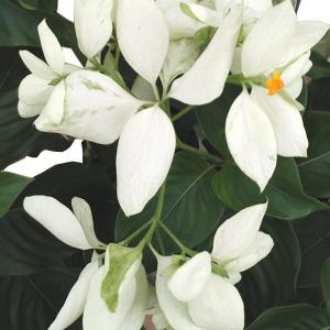 Mussaenda white