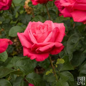 Red Rose Plant