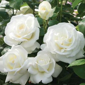 White rose plant