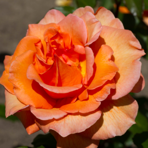 Orange Rose Plant