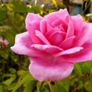 Pink Rose Plant